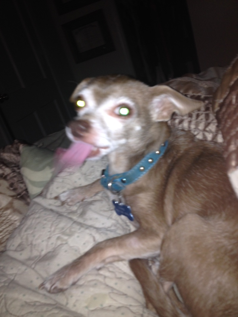 Illustration for article titled Deep Thoughts: My Dog is Addicted to Carmex